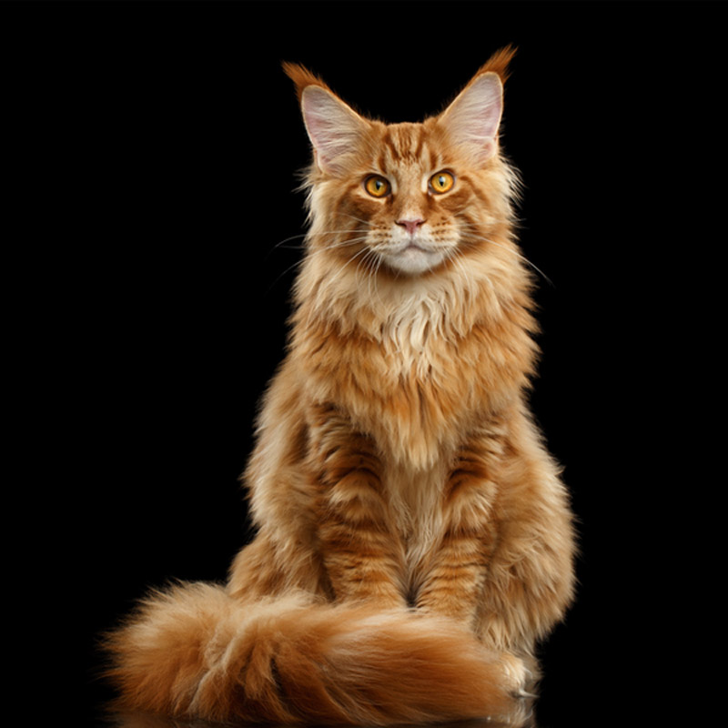 mainska-myvalia-macka-vzhlad