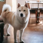 Akita Inu