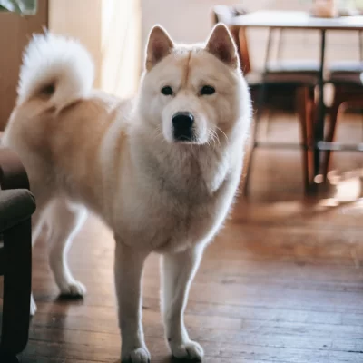 Akita Inu
