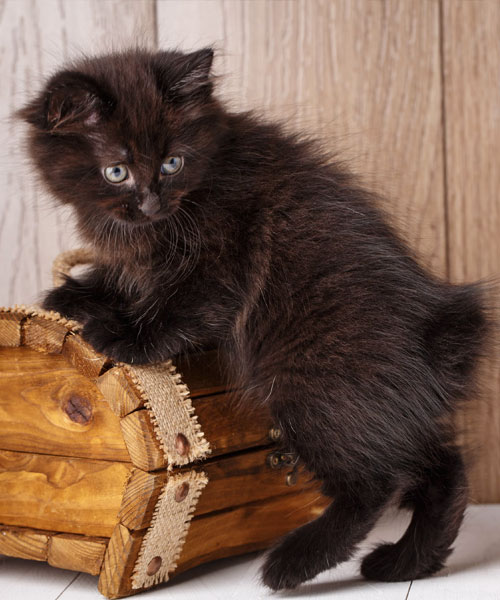 americky-bobtail-hranie