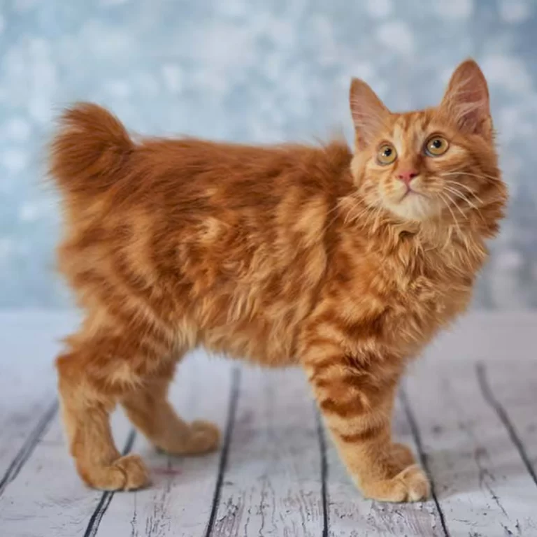 Americký bobtail – vzhľad plemena