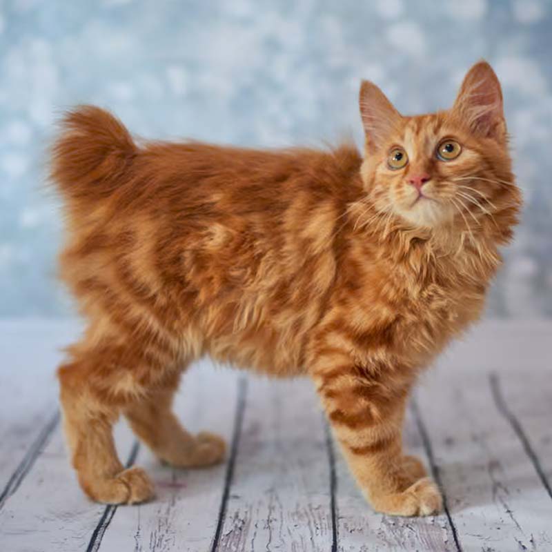 americky-bobtail-vzhlad