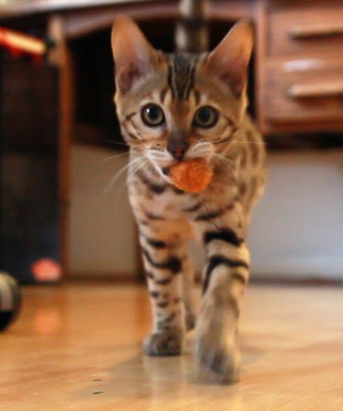 bengalska-macka-hranie