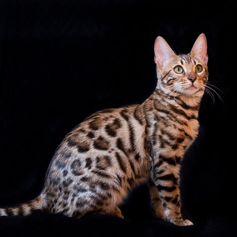 bengalska-macka-vzhlad