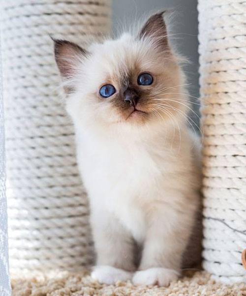 birman-posvatna-barma-hranie
