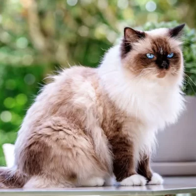 Birman (posvätná barma)