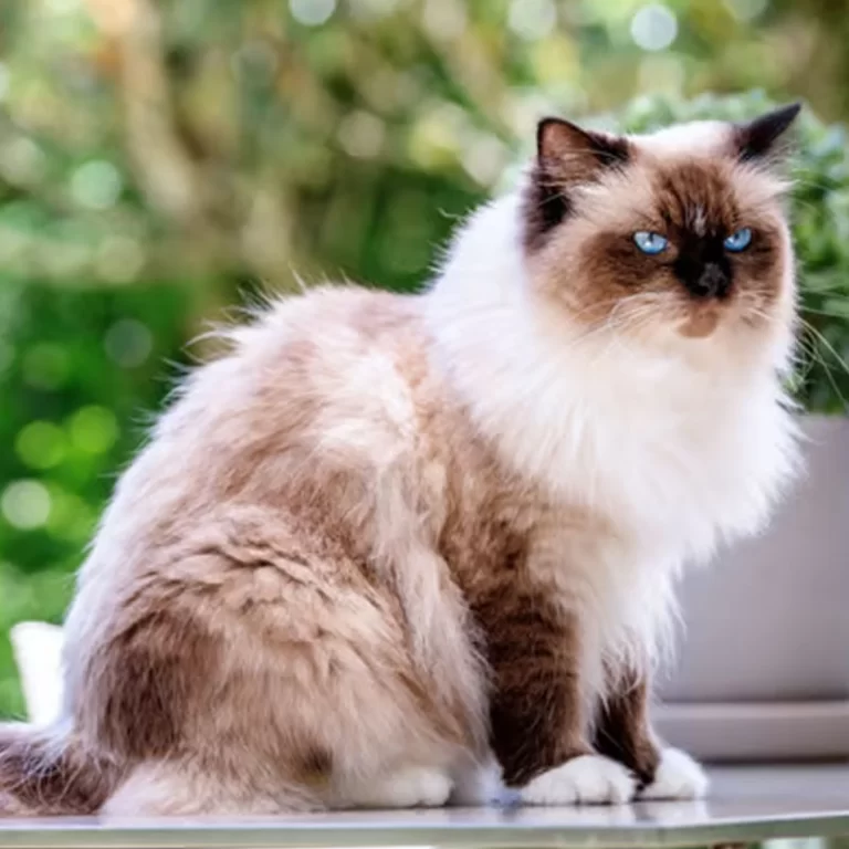 Birman (posvätná barma) – vzhľad plemena