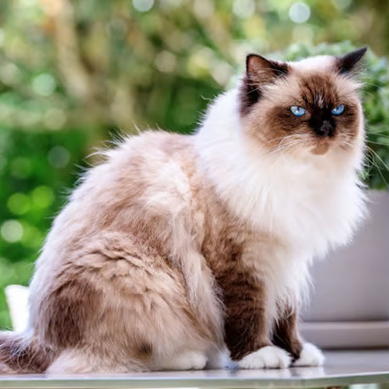 Birman (posvätná barma)
