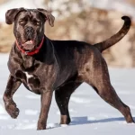 Cane Corso
