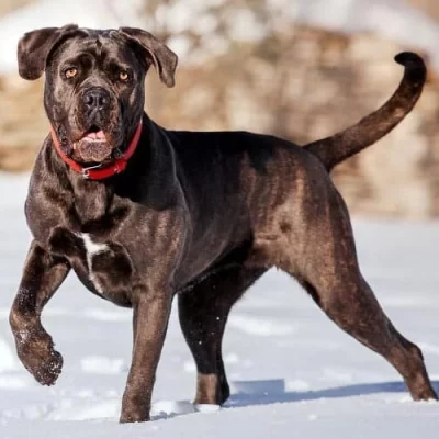 Cane Corso