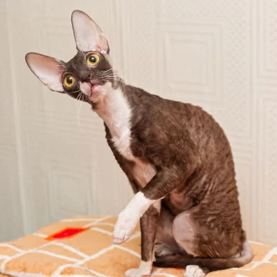 Cornish Rex