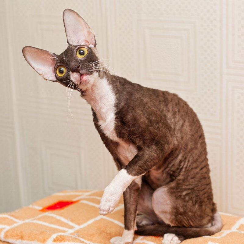 Cornish Rex