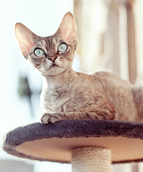 devon-rex-hranie