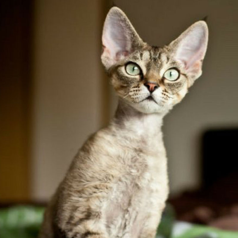 devon-rex-vzhlad