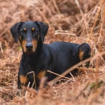 Doberman