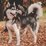 Sibírsky husky