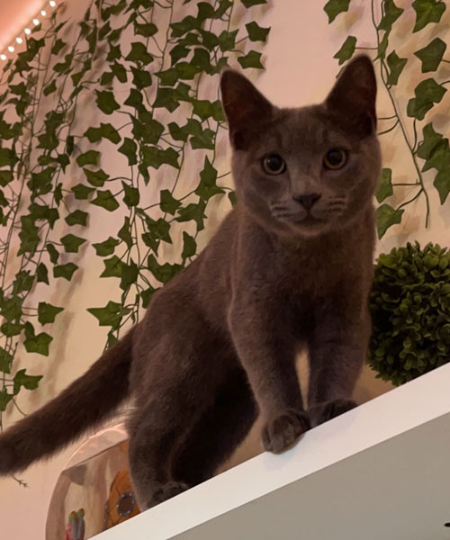 korat-hranie
