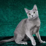 Korat