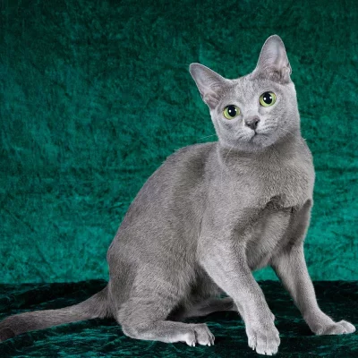 Korat
