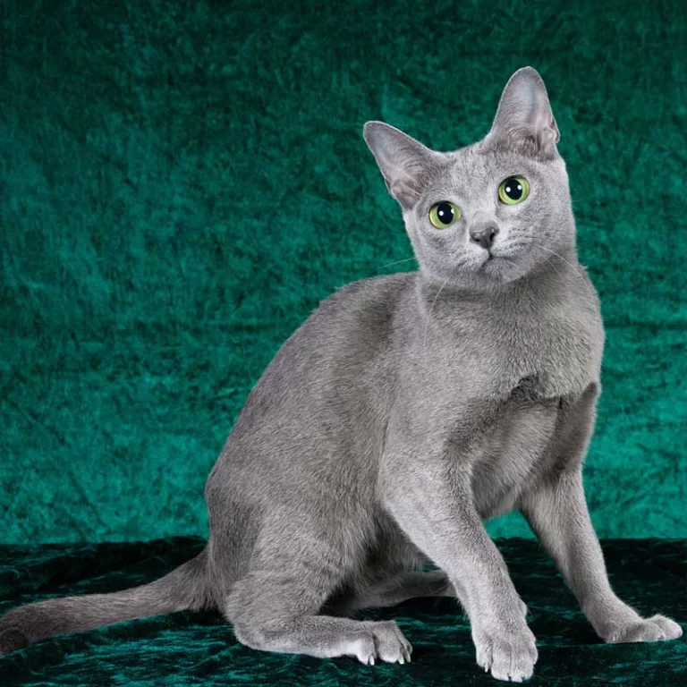 Korat – vzhľad plemena