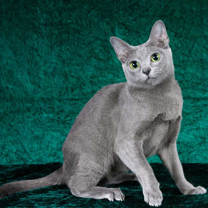 korat-vzhlad