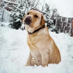 Labradorský retríver