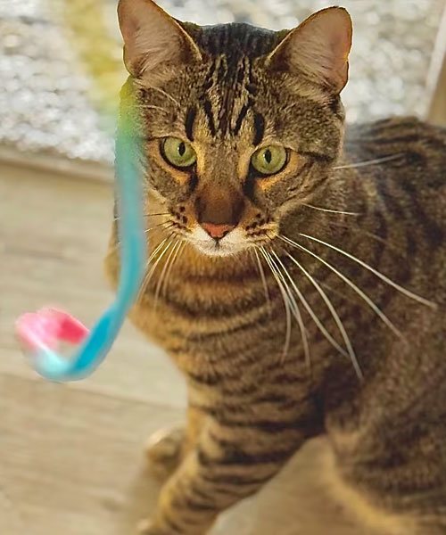 ocicat-hranie