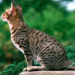 Ocicat