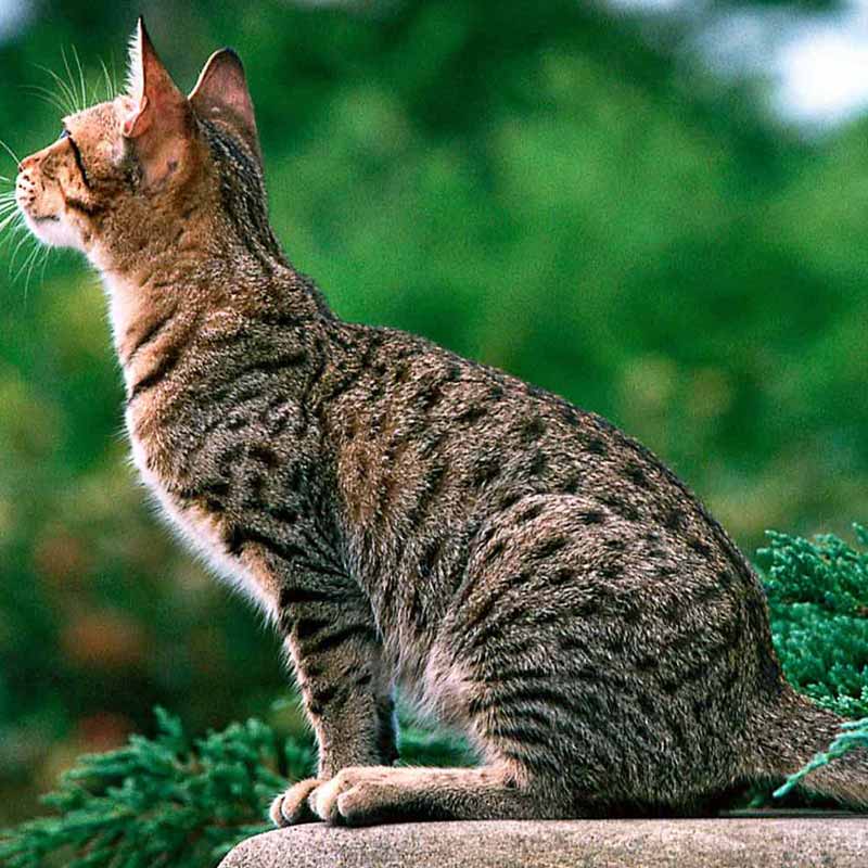 ocicat-vzhlad