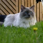 Ragdoll