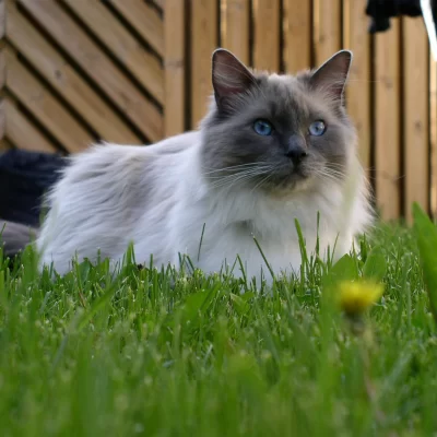 Ragdoll