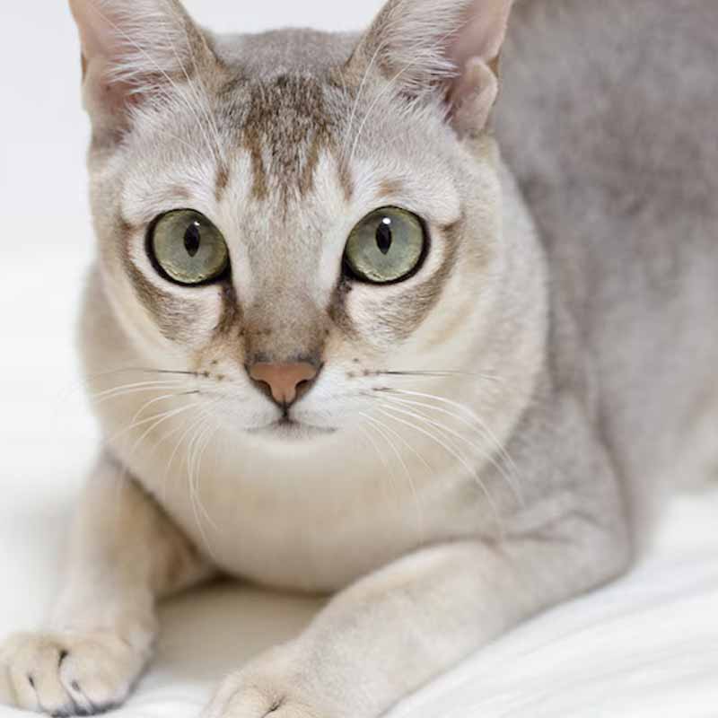 Singapura