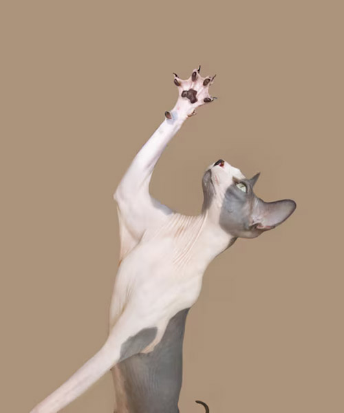 sphynx-macka-hranie