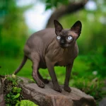 Sphynx (bezsrstá mačka)