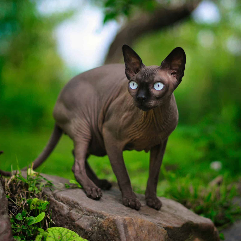 sphynx-macka-vzhlad