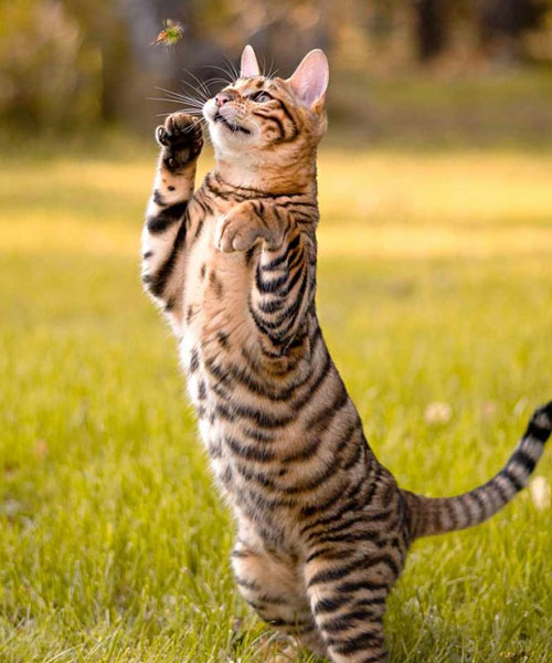 toyger-hranie