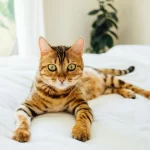 Toyger
