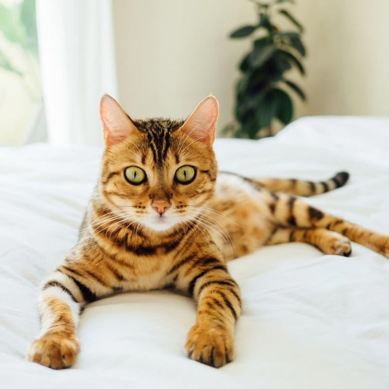 toyger-vzhlad