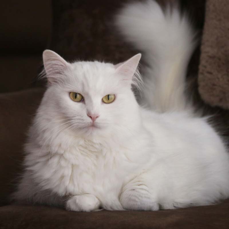 Turecká angora
