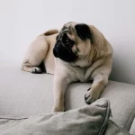 Mops