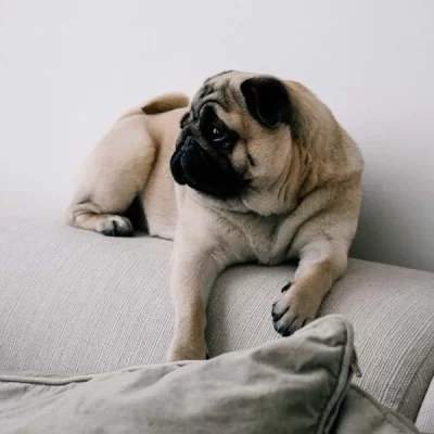 Mops