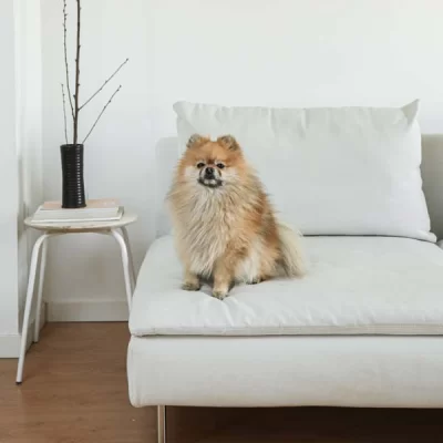 Pomeranian