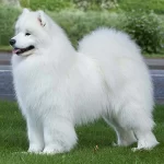 Samojed