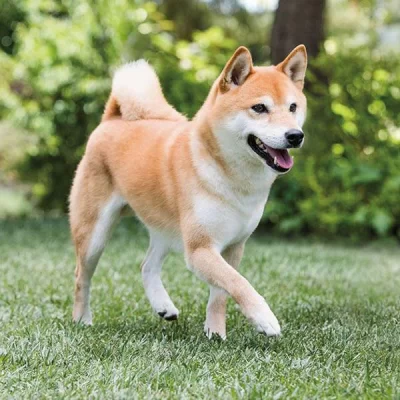 Shiba Inu