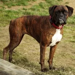 Boxer