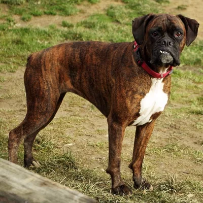 Boxer