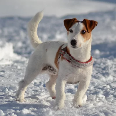 Jack Russell