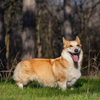 Welsh Corgi Pembroke