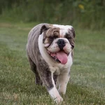 Anglický buldog