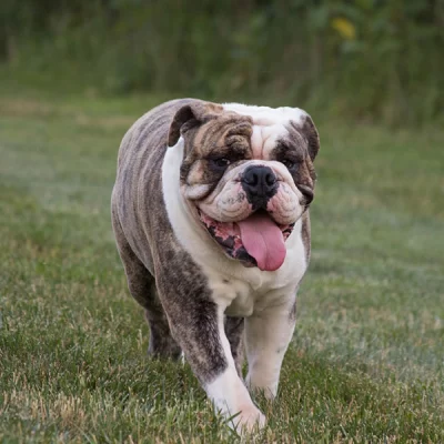 Anglický buldog